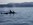 Orcas in Swanson Channel